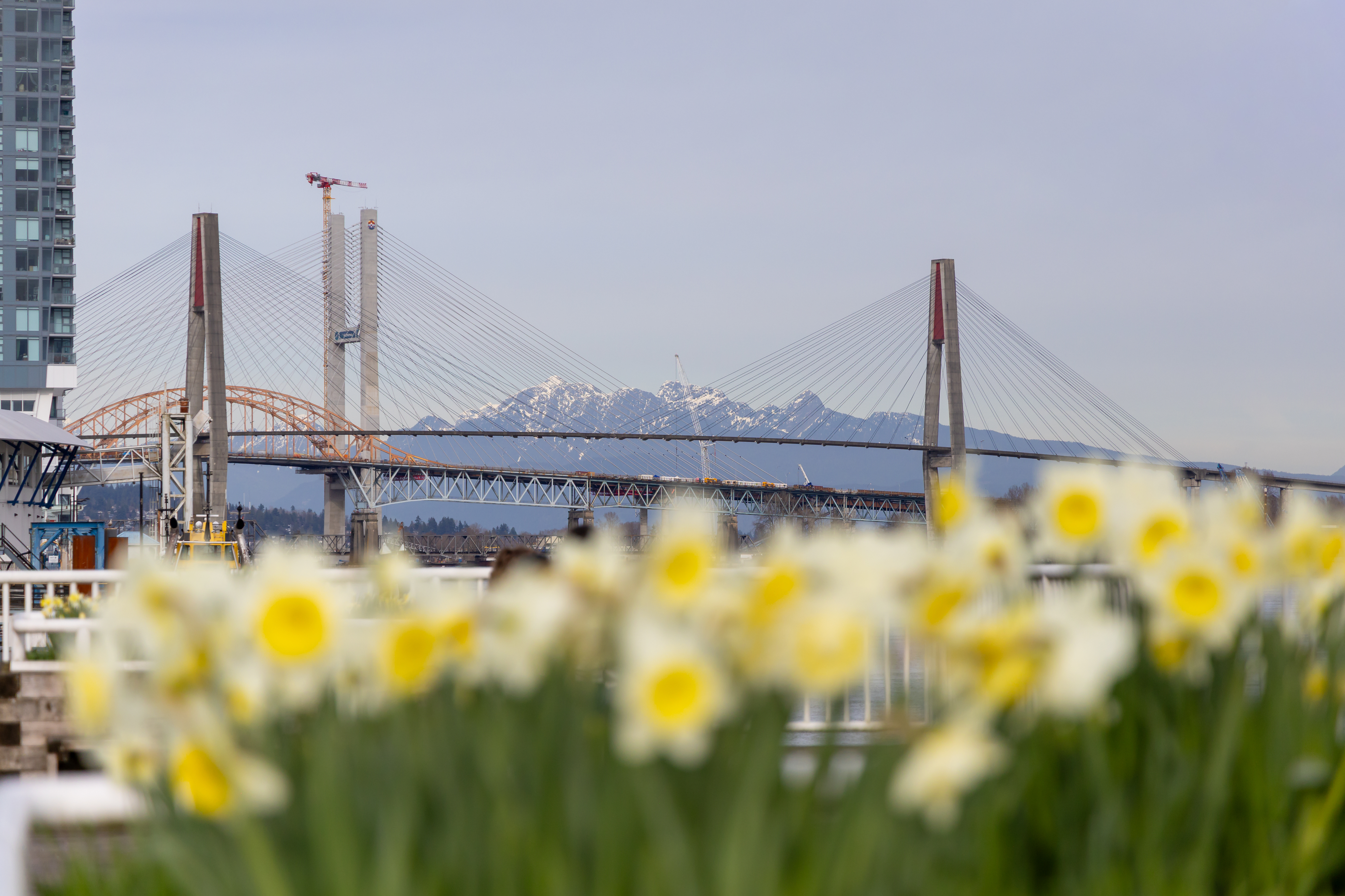 Daffodils in bloom along the New Westminster waterfront with the Pattullo Bridge behind